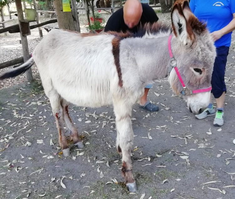 L'asinella «Caramella» per l'ippoterapia dell'associazione L'Orizzonte