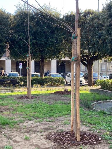 Il service per l'ambiente - Alberi a dimora in Piazza della Liberta' a Cecina